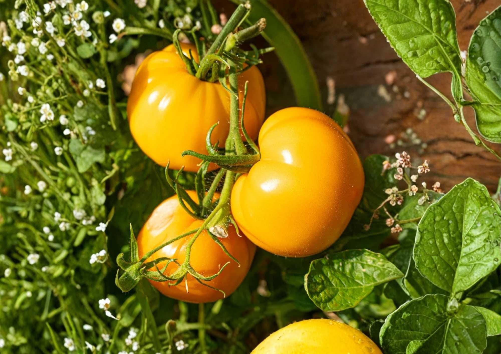 Amana Orange Tomato Seeds, Heirloom Non-GMO, Large Golden Beefsteak, Low Acid, Gourmet Vegetable Seeds for Garden Planting