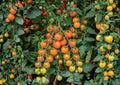 Orange Cherry Tomato Seeds, Heirloom, Small Bright Orange Fruits, High Yield, Garden Planting, Vegetable Seeds