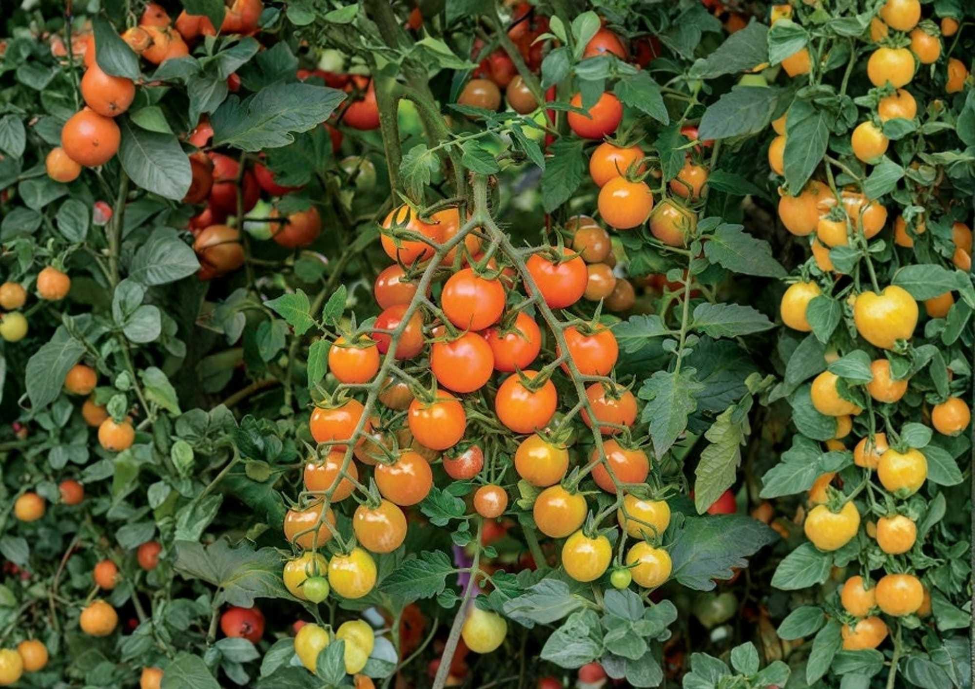 Orange Cherry Tomato Seeds, Heirloom, Small Bright Orange Fruits, High Yield, Garden Planting, Vegetable Seeds