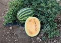Orange Krush Watermelon Seeds - Heirloom Non-GMO Fruit Seeds for Garden Planting, Bright Orange Flesh, Juicy Melon Variety