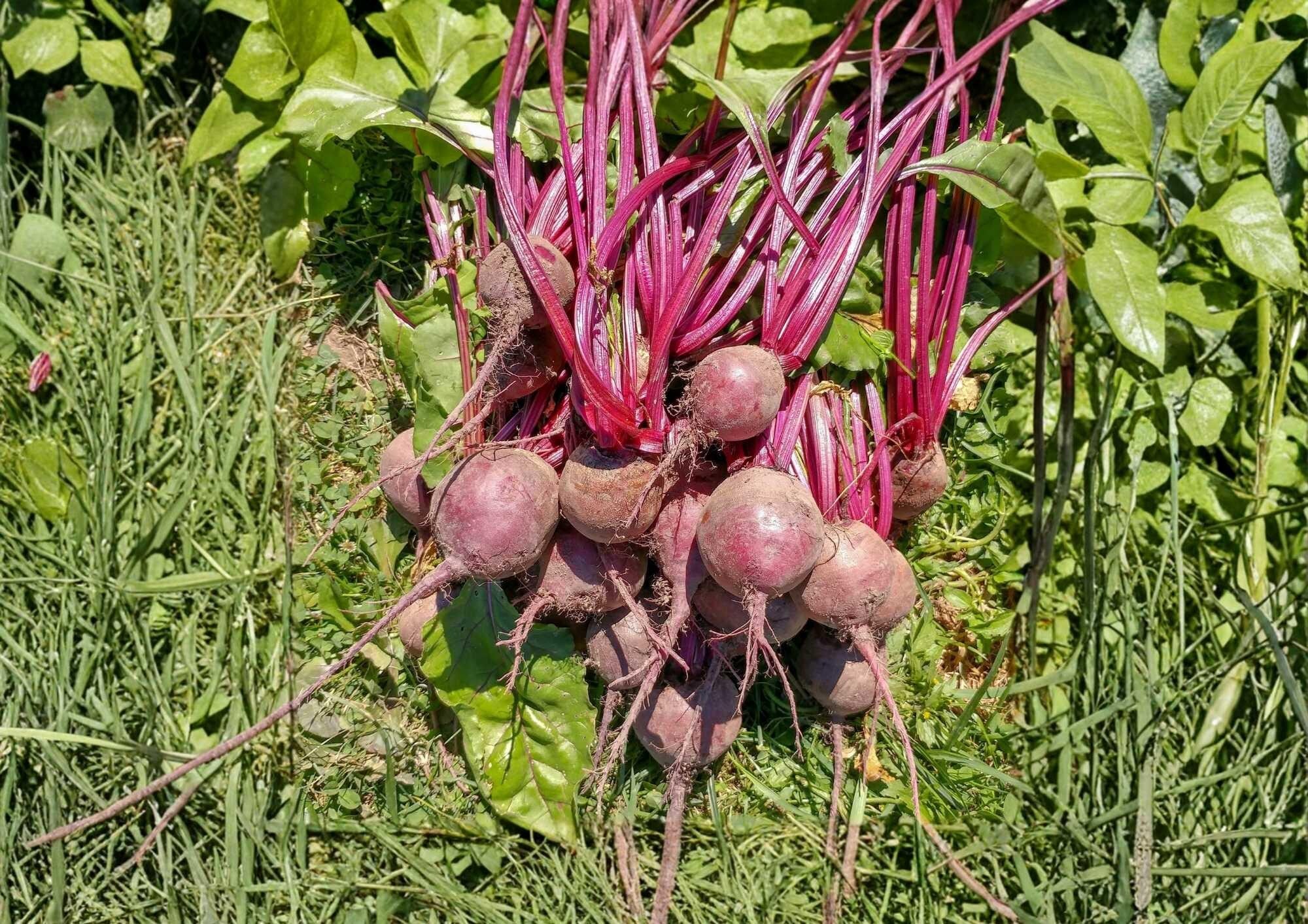 Organic Heirloom Detroit Dark Red Beet Seeds for Gardening, Non-GMO, Deep Red Roots, Vegetable Seeds