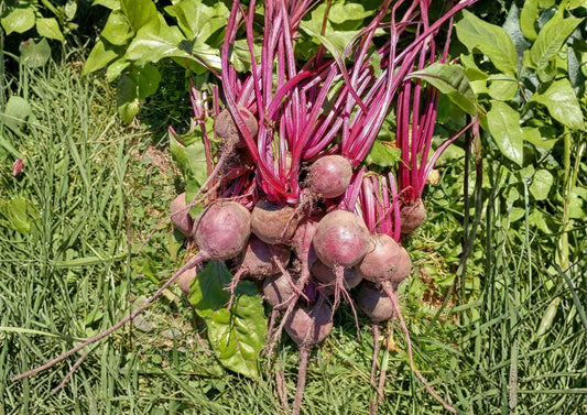 Organic Heirloom Detroit Dark Red Beet Seeds for Gardening, Non-GMO, Deep Red Roots, Vegetable Seeds