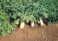 Japanese Minowase Daikon Radish Seeds – Heirloom Non-GMO Vegetable Seeds for Garden Planting, Long White Root, Mild Crisp Flavor