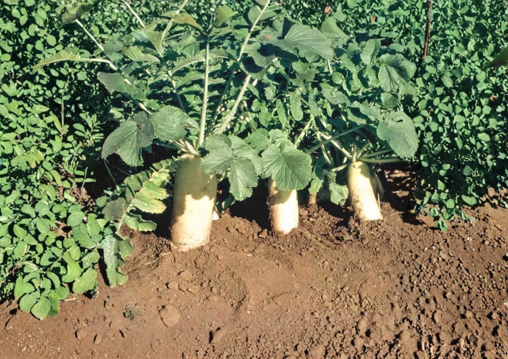 Japanese Minowase Daikon Radish Seeds – Heirloom Non-GMO Vegetable Seeds for Garden Planting, Long White Root, Mild Crisp Flavor