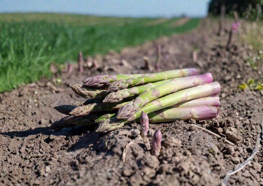 Organic Asparagus Seeds 100+ UC 157 F2 Non-GMO Vegetable Seeds for Garden Planting, High Yield, Tender Spears