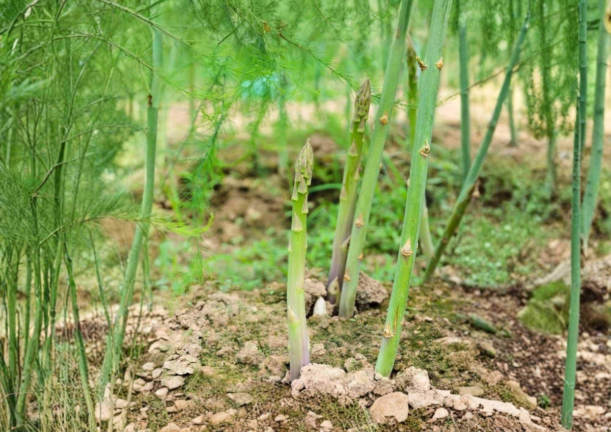 100+ Mary Washington Asparagus Seeds – Heirloom Organic Non-GMO Vegetable Seeds for Garden Planting