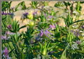 Lemon Mint Seeds, Organic Heirloom Non-GMO Herb Seeds for Garden, Lemon Bee Balm (Monarda citriodora) Pollinator-Friendly Planting