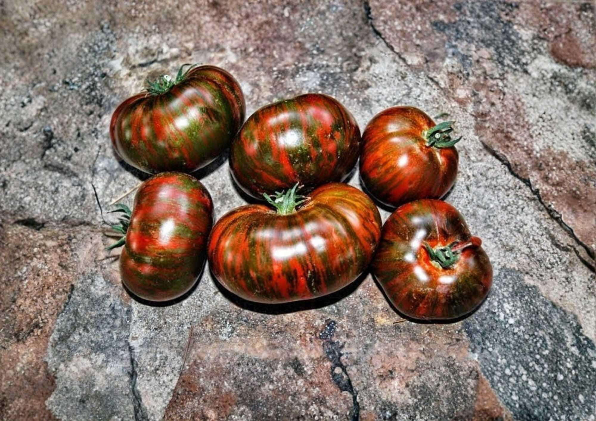 Vintage Wine Striped Tomato Seeds, Heirloom Beefsteak, Large Red Yellow Fruits, Solanum lycopersicum