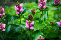 Pale Beardtongue Seeds (Penstemon pallidus) – Native Wildflower for Pollinator Gardens, Drought Tolerant, Easy to Grow