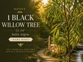 Bottlebrush Buckeye Bare Root Plant – Aesculus parviflora, Ornamental Shrub with White Flowers & Yellow Fall Foliage