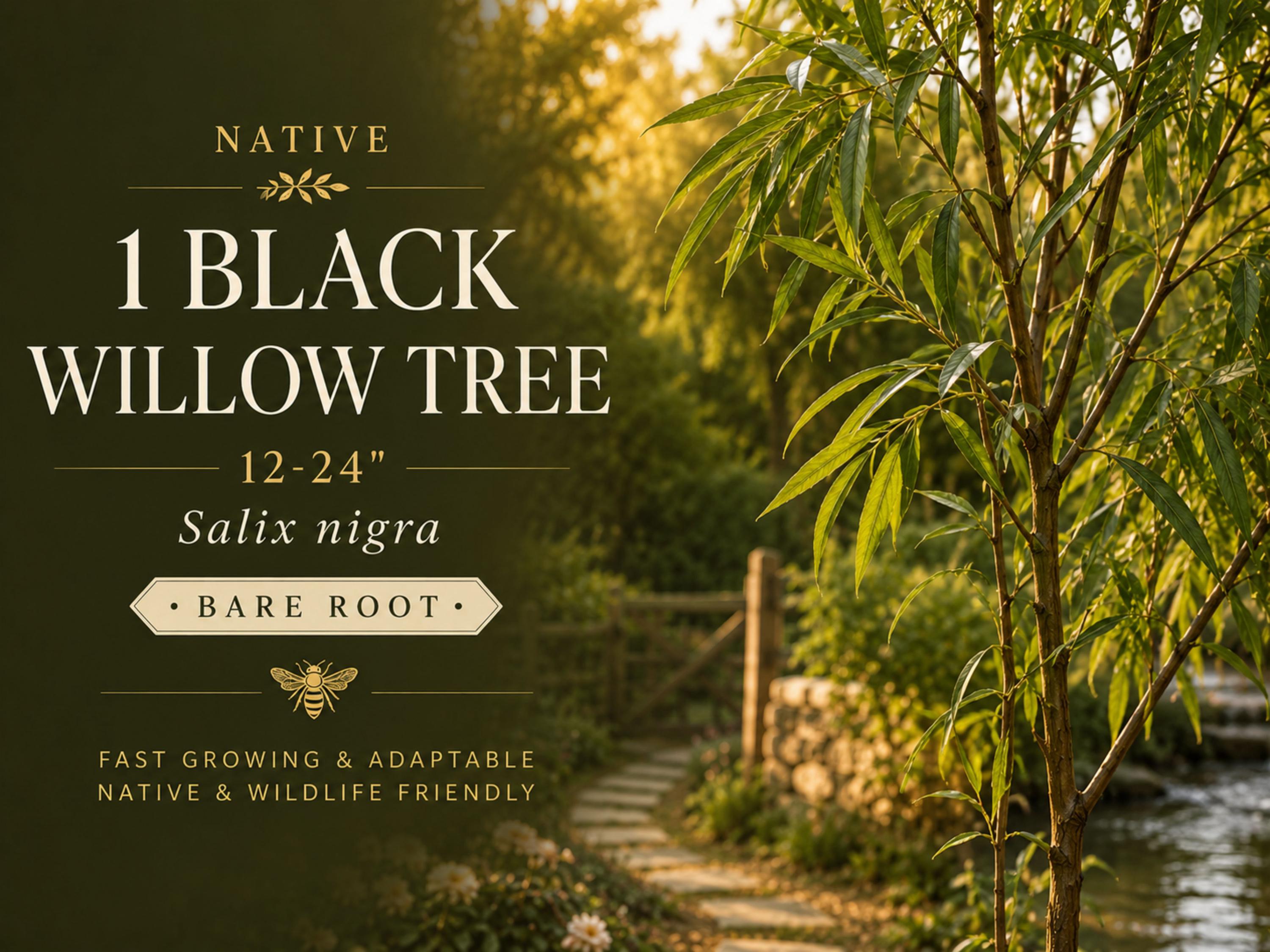 Bottlebrush Buckeye Bare Root Plant – Aesculus parviflora, Ornamental Shrub with White Flowers & Yellow Fall Foliage