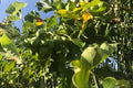 Nam Tao Yai Gourd Seeds – Large Hybrid Bottle Gourd for Culinary, Crafts & Gardening | Fast-Growing, High-Yield Vine