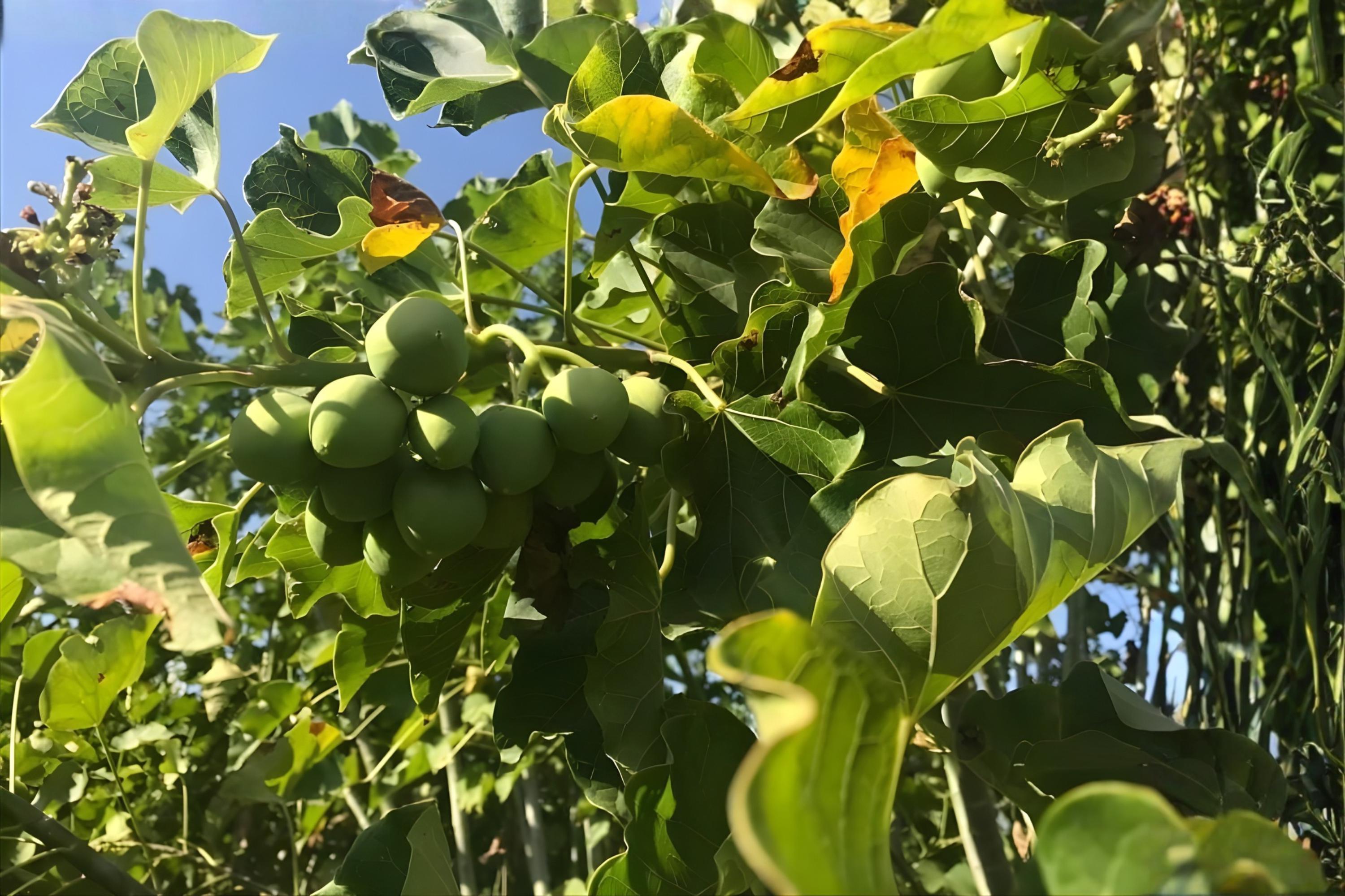 Nam Tao Yai Gourd Seeds – Large Hybrid Bottle Gourd for Culinary, Crafts & Gardening | Fast-Growing, High-Yield Vine