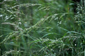 Butterfly Weed Seeds (15) | Orange Milkweed, Asclepias tuberosa | Native Wildflower for Pollinators & Monarchs