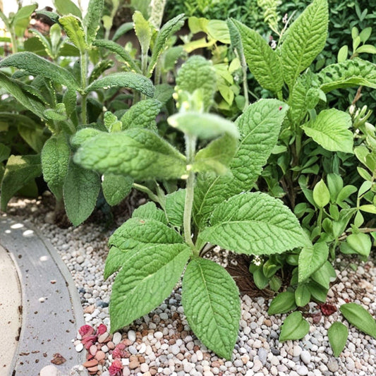 Persicaria virginiana Seeds – Woodland Knotweed Native Wildflower, Perennial, Shade Garden, Pollinator Attractant