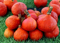 Heirloom Organic Pumpkin Seeds for Gardening, Sugar Pie Variety, Non-GMO, Small Baking Pumpkin Seeds, Rich Flavor