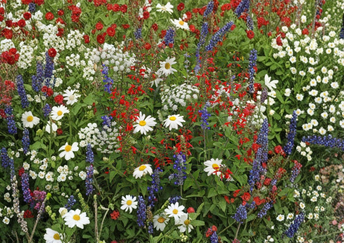 Wildflower Seed Mix – Shorty Low-Grow Heirloom Annual & Perennial Flower Seeds for Pollinator Gardens