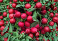 100+ Champion Radish Seeds – Heirloom Non-GMO Vegetable Seeds for Garden Planting, Round Red Radish, Crisp Mild Flavor