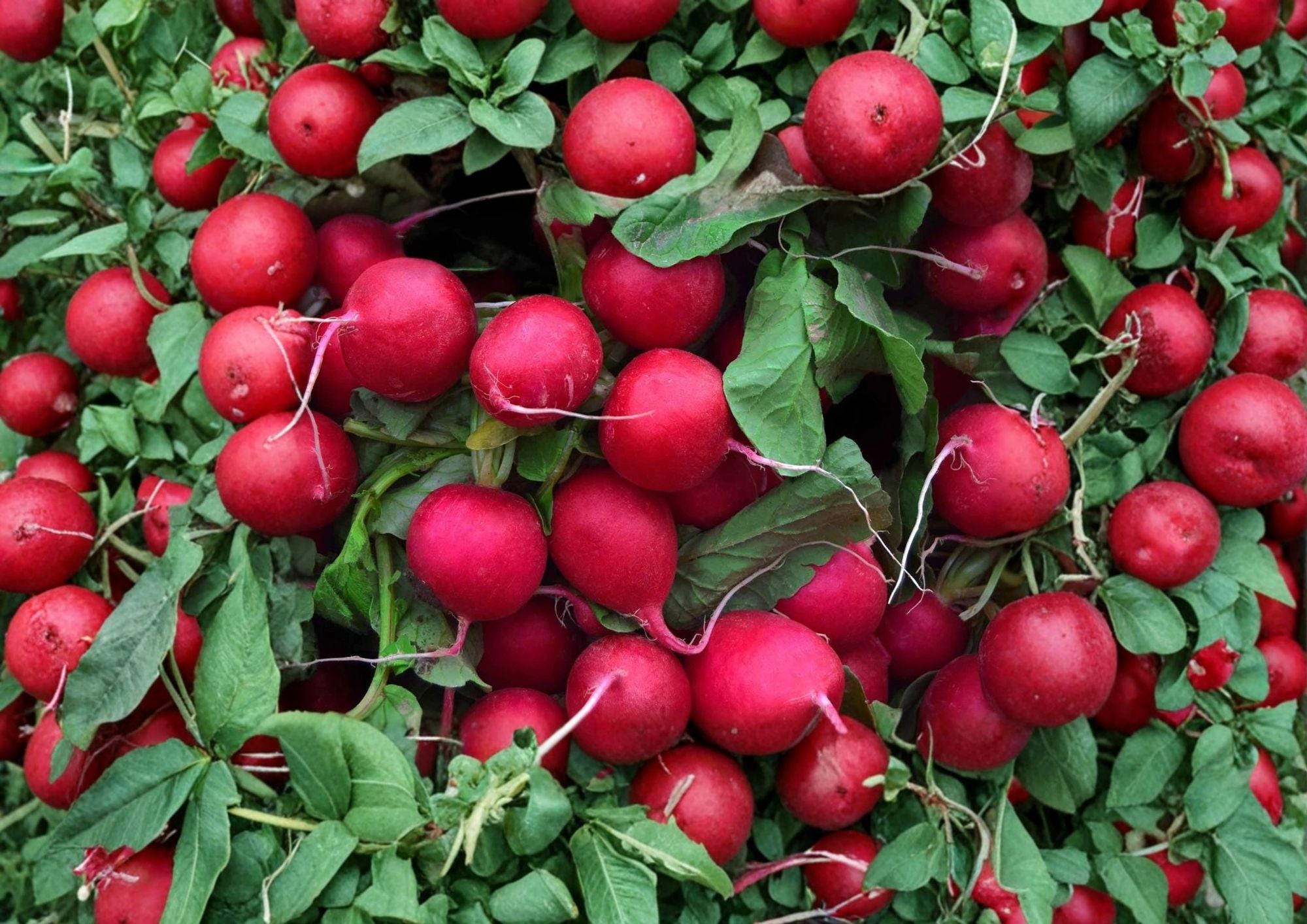 100+ Champion Radish Seeds – Heirloom Non-GMO Vegetable Seeds for Garden Planting, Round Red Radish, Crisp Mild Flavor