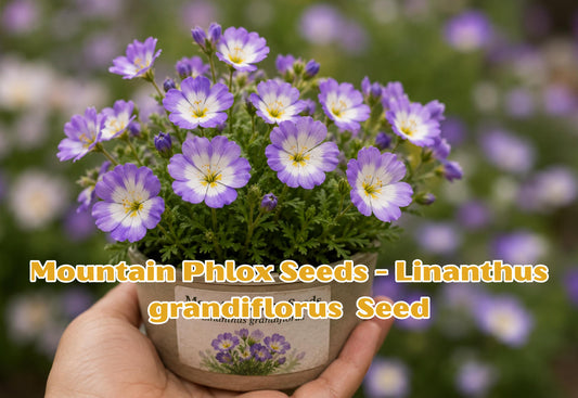 White Vervain Seeds – Native Wildflower for Pollinators, Cottage Gardens, Herbal Gardens – Verbena urticifolia
