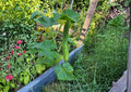25+ Suyo Long Cucumber Seeds Heirloom Asian Ribbed Burpless Vegetable Seeds for Garden Planting