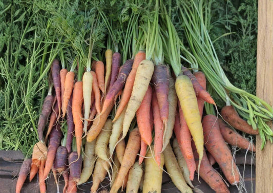 Rainbow Carrot Seeds Mix – Heirloom Vegetable Seeds for Garden, Colorful Purple, Yellow, Orange & White Carrots, Sweet Edible Roots