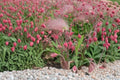 Prairie Smoke Seeds – Geum triflorum Perennial Flower for Garden, Ornamental, Native Plant Seed
