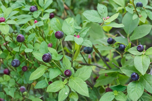 Big Huckleberry Seeds – Vaccinium membranaceum Shrub for Woodland Gardens, Edible Dark Berries, Acidic Soil Plant