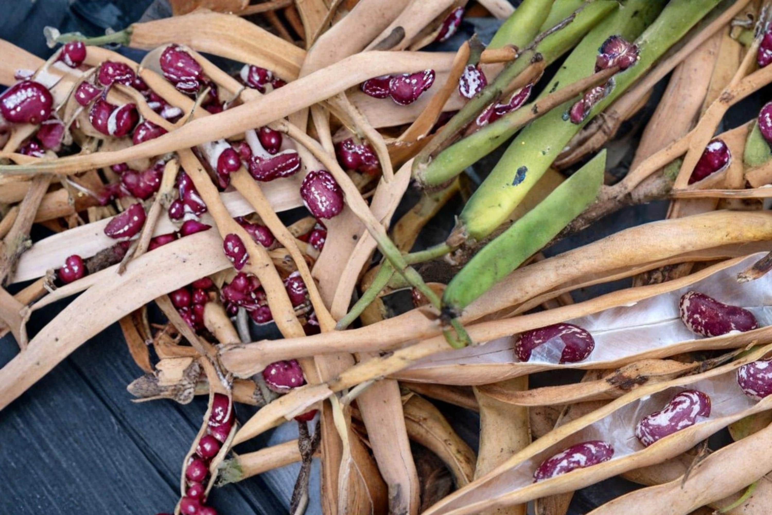 Cave Bean Seeds – Phaseolus vulgaris Heirloom Vegetable Seeds for Planting, Unique Garden Crop