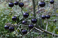 Black Tomato Seeds – Solanum lycopersicum, Dark Fruit, Heirloom Vegetable, Garden & Container Planting