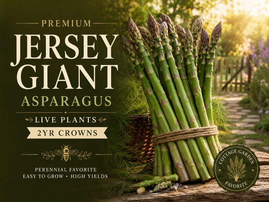 Forsythia Bush Cuttings 12 Unrooted Live Plants 6–8 Inches Bright Yellow Flowers Garden Shrubs