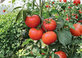 30+ Burpee Big Boy Tomato Seeds, Non-GMO Heirloom Slicing Vegetable Seeds for Garden, Large Red Tomato Plant, Lycopersicon esculentum