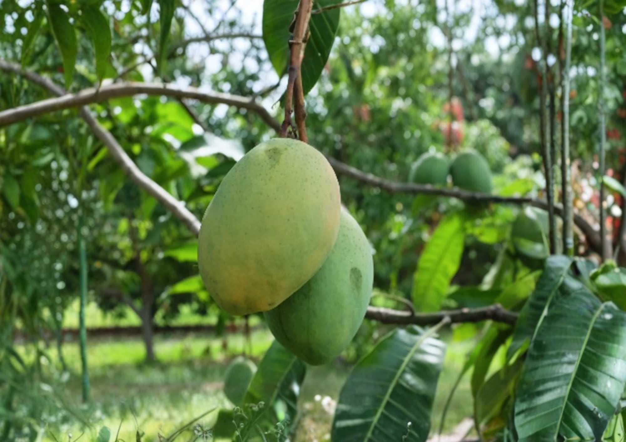 Grafted Mango Tree 3–4 Feet Tall, Coconut Cream Variety, Tropical Fruit Tree, Mangifera indica, Live Plant
