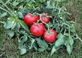 60+ Ace 55 Heirloom Non-GMO Tomato Seeds, Medium Red, Low Acid, Reliable Garden Vegetable Seed