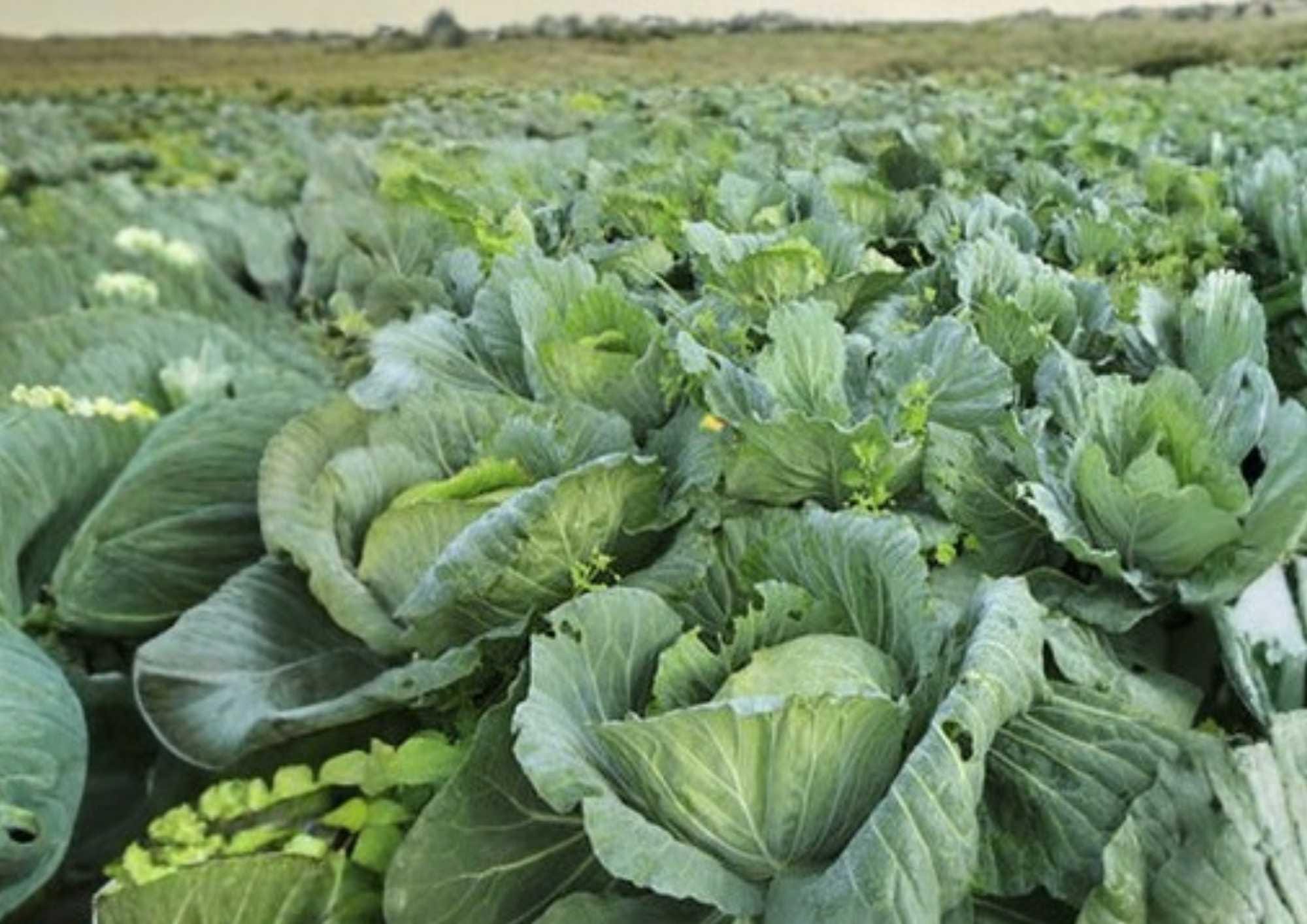 Early Jersey Wakefield Cabbage Seeds – Heirloom Non-GMO Vegetable Seeds for Garden, Pointed Heads, Early Maturity
