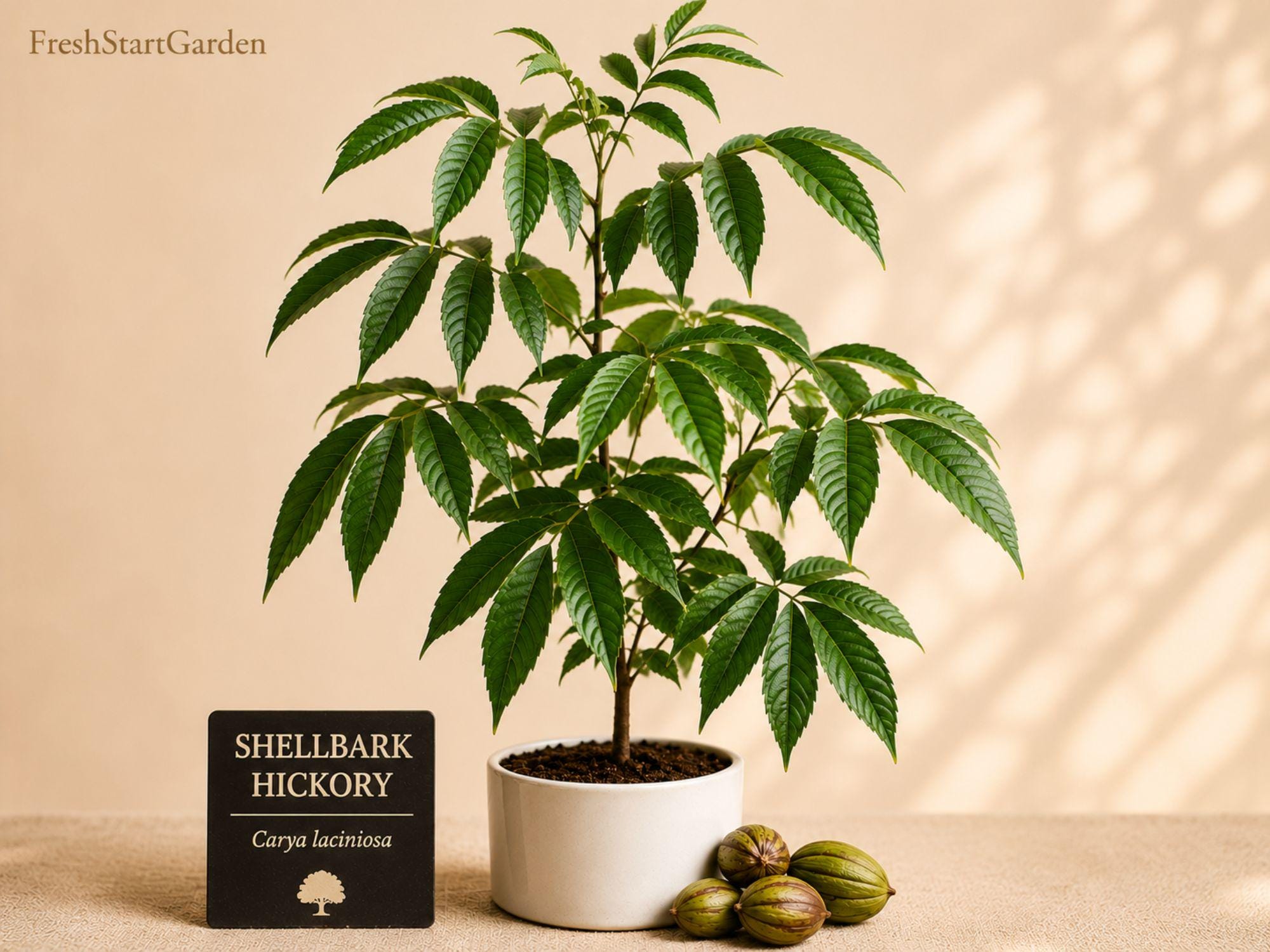 White Snakeroot Seeds – Native Woodland Wildflower for Shade Gardens, Pollinator Plant – Ageratina altissima, 100 Seeds