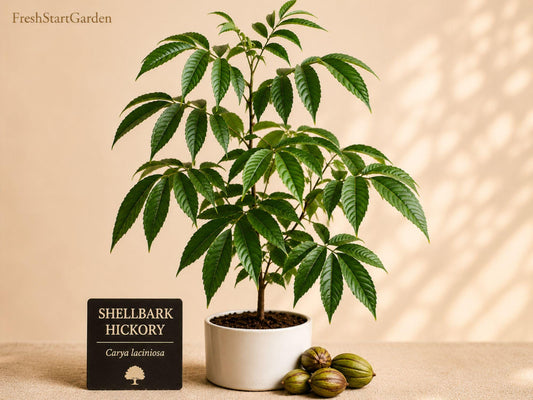 White Snakeroot Seeds – Native Woodland Wildflower for Shade Gardens, Pollinator Plant – Ageratina altissima, 100 Seeds