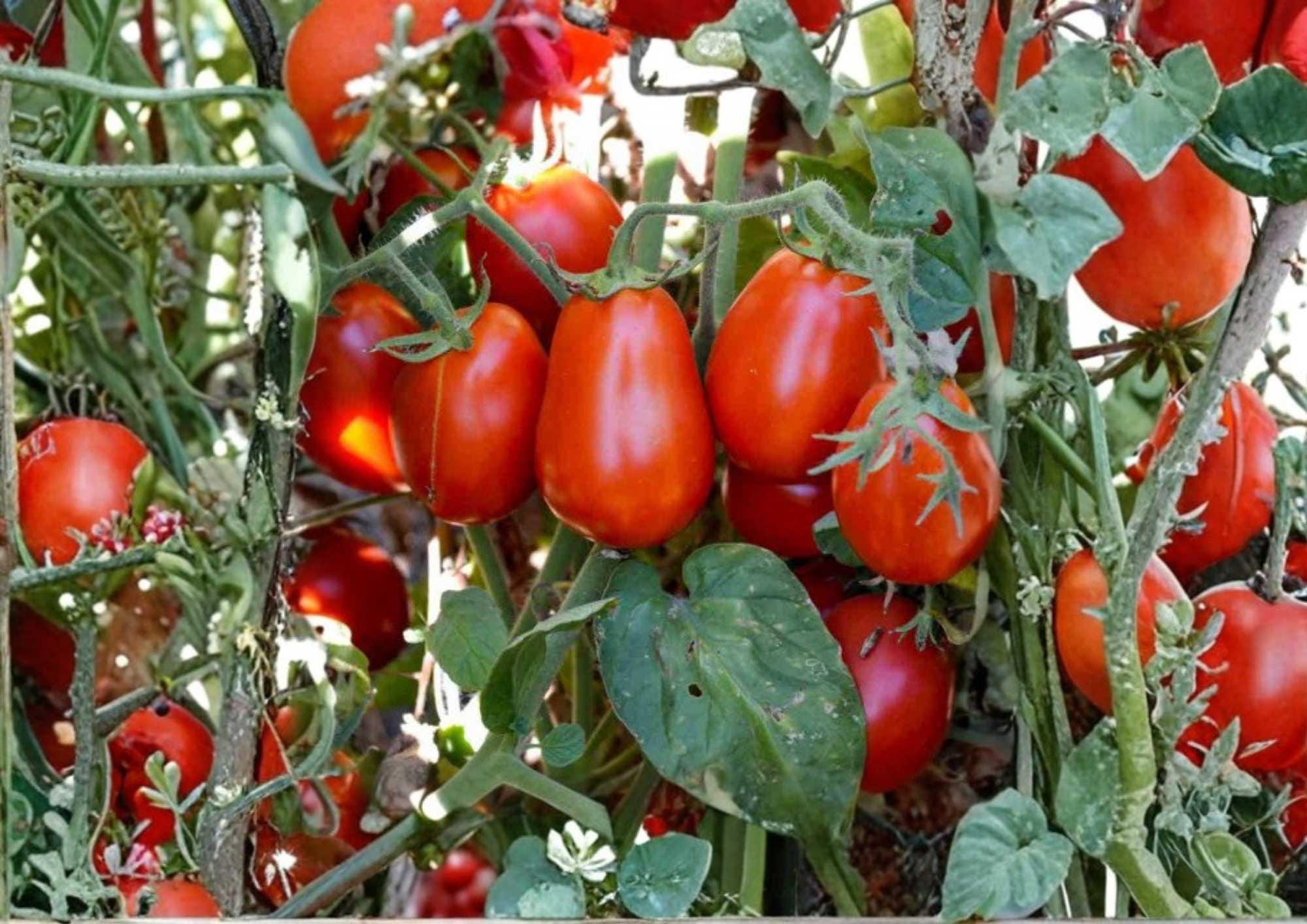 Roma Tomato Seeds – Heirloom Non-GMO Vegetable Seeds for Canning, Sauce, and Cooking