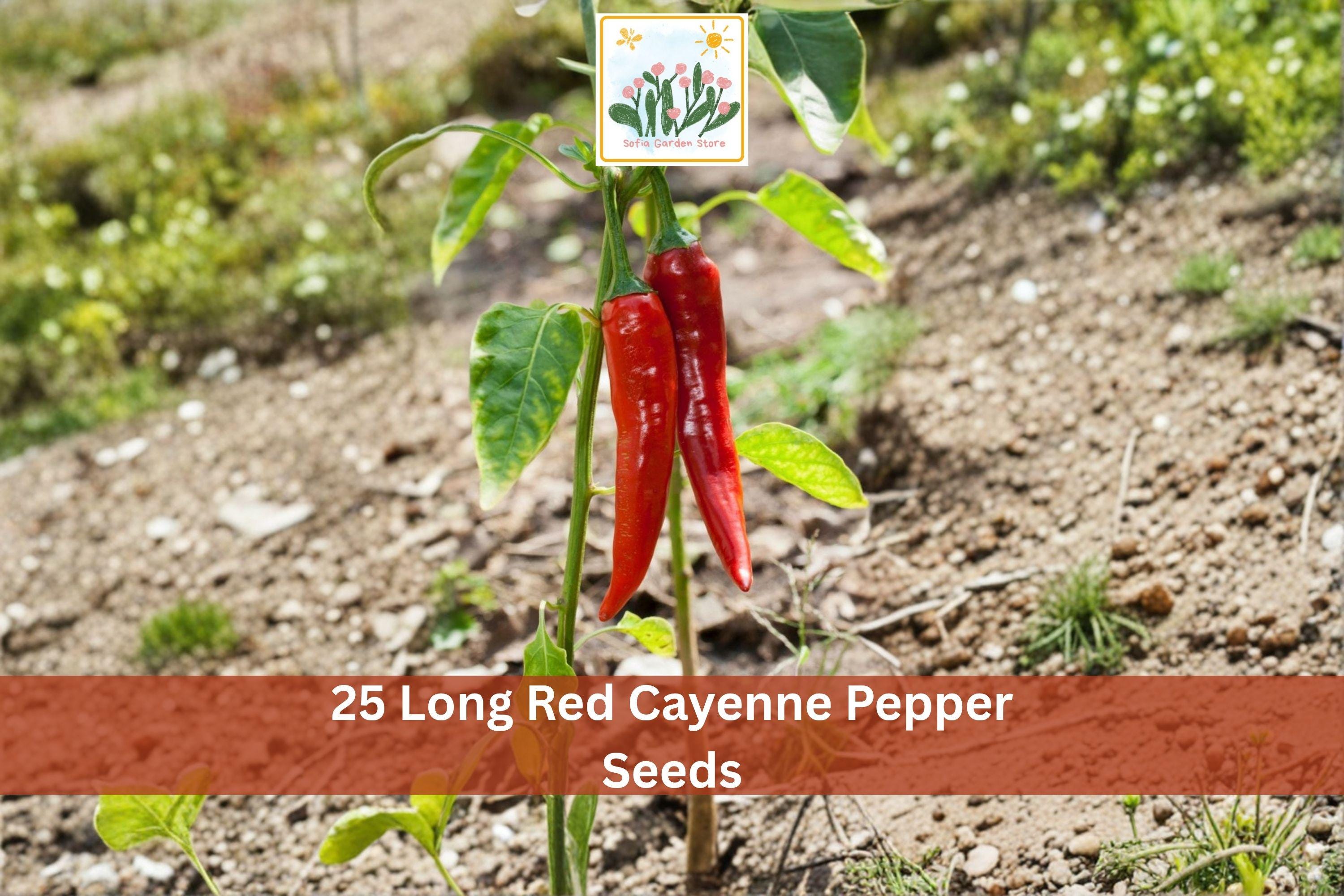 Long Red Cayenne Pepper Seeds - Hot Chili Vegetable Seeds for Garden, Capsicum annuum, Bright Red, Long Slender Fruits