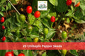 Chiltepin Pepper Seeds, Small Red Hot Chili Vegetable Seeds, Capsicum annuum var. glabriusculum, 25 Pack