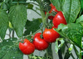 30+ Ace 55 Tomato Seeds, Heirloom Non-GMO Vegetable Seeds for Garden Planting, Red Medium-Sized Fruits, Solanum lycopersicum
