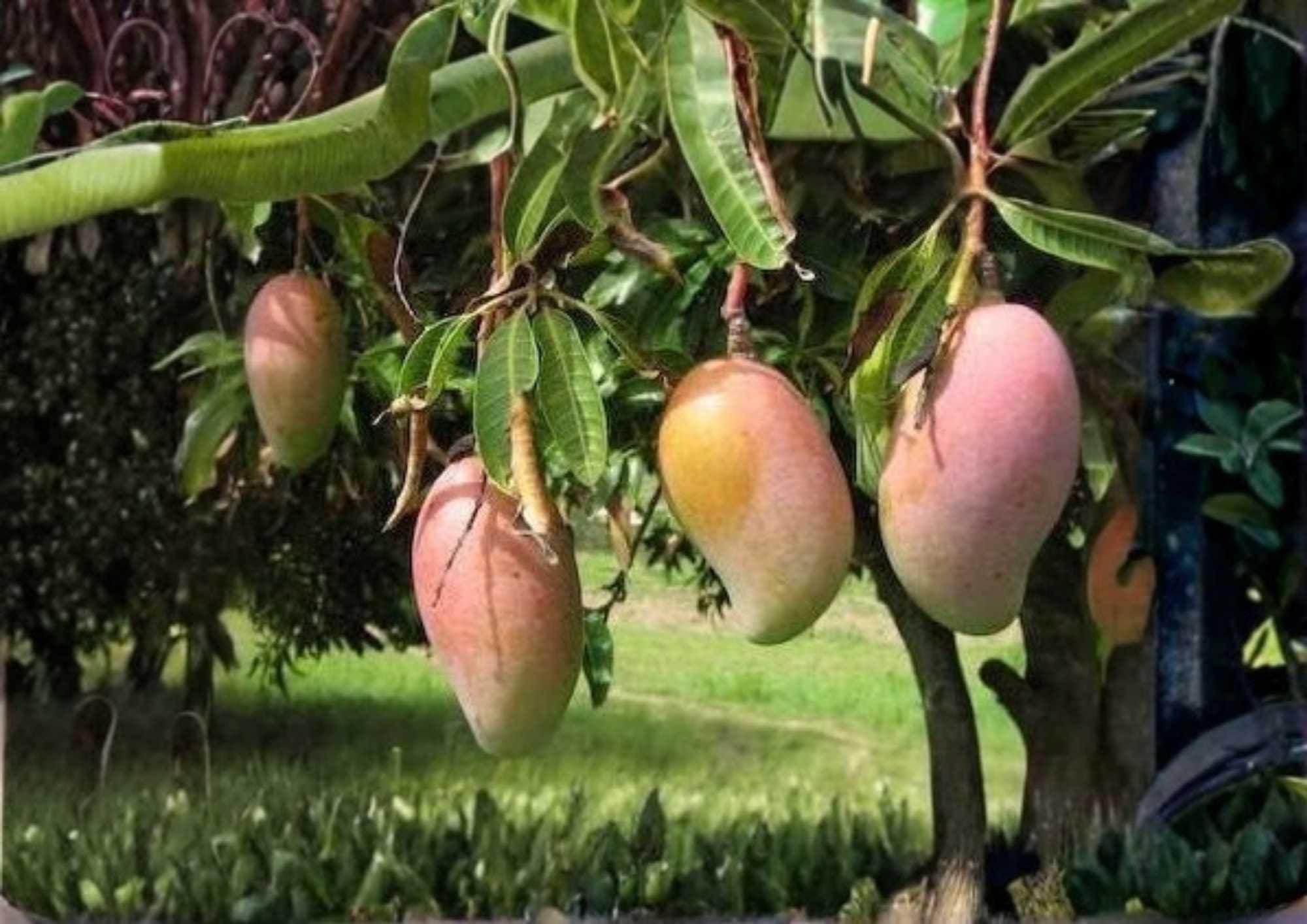 Grafted Ivory Mango Tree – 12–24 Inches Tall – Mangifera indica – Tropical Fruit Tree for Backyard Orchards & Edible Landscapes