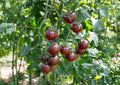Heirloom Tomato Seeds – Paul Robeson Dark Red Brown, Medium-Large, Rich Smoky Flavor, Vegetable Seeds for Garden Planting