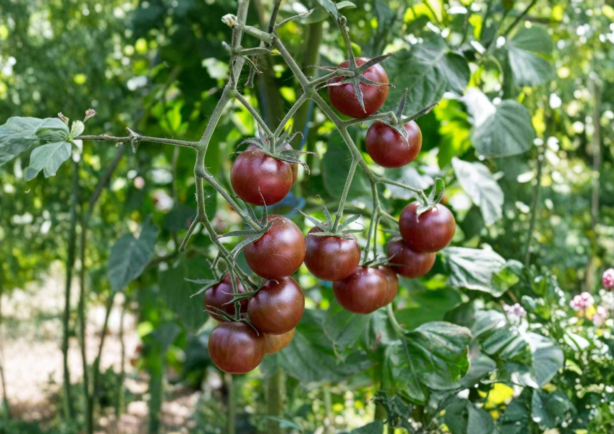 Heirloom Tomato Seeds – Paul Robeson Dark Red Brown, Medium-Large, Rich Smoky Flavor, Vegetable Seeds for Garden Planting