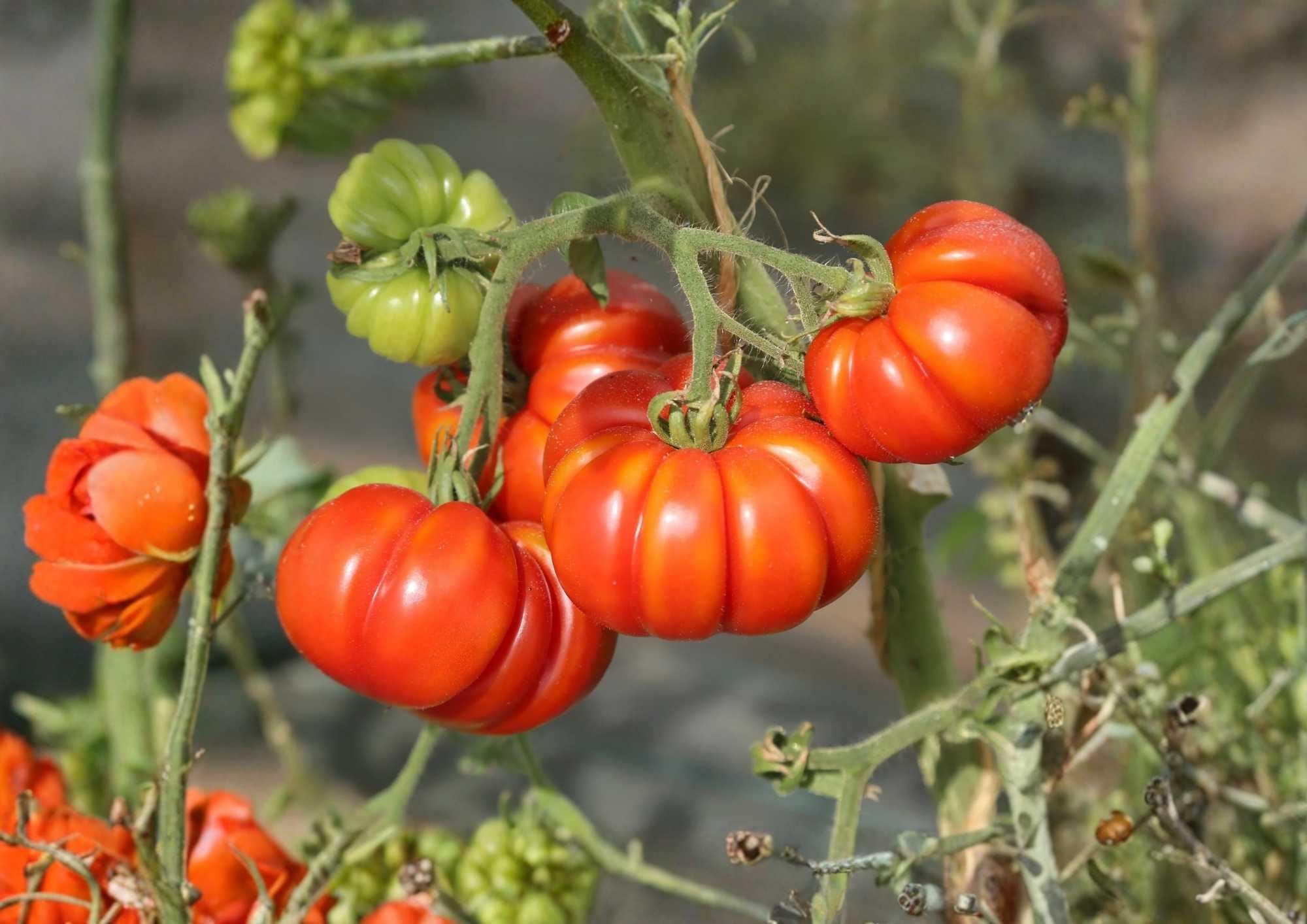 Amana Orange Tomato Seeds Heirloom Non-GMO Rare Large Golden Beefsteak Fruit Vegetables