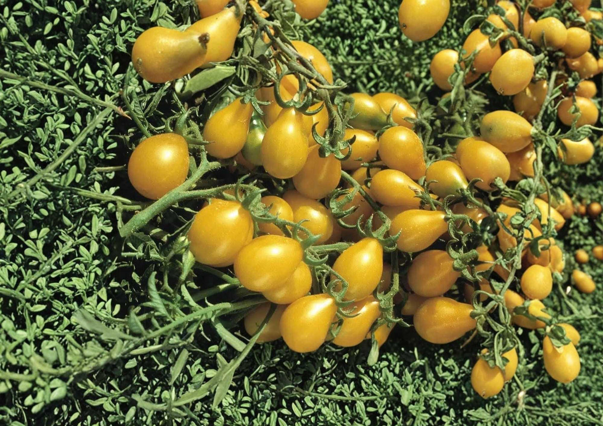 Yellow Pear Tomato Seeds - Heirloom Non-GMO Vegetable Seeds for Garden Planting, Small Pear-Shaped Fruits, Solanum lycopersicum