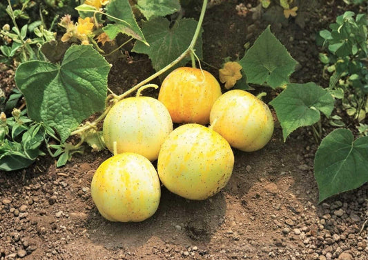 100+ Lemon Cucumber Seeds Heirloom Non-GMO Rare Vegetable Seeds for Garden Planting, Round Yellow Cucumbers, Cucumis sativus