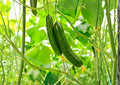 100+ Spacemaster 80 Cucumber Seeds Heirloom Non-GMO Vegetable Seeds for Container Garden, Compact Bush Cucumis sativus
