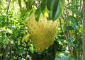 Golden Yellow Soursop Live Fruit Tree – Annona muricata – Tropical Edible Landscape Plant – 1-2 Feet Tall