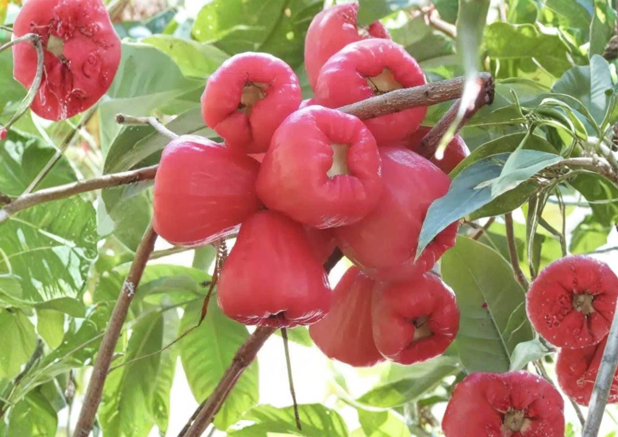 Pink Malay Apple Live Fruit Tree – Syzygium malaccense – Tropical Edible Landscape, Evergreen, Showy Pink Flowers